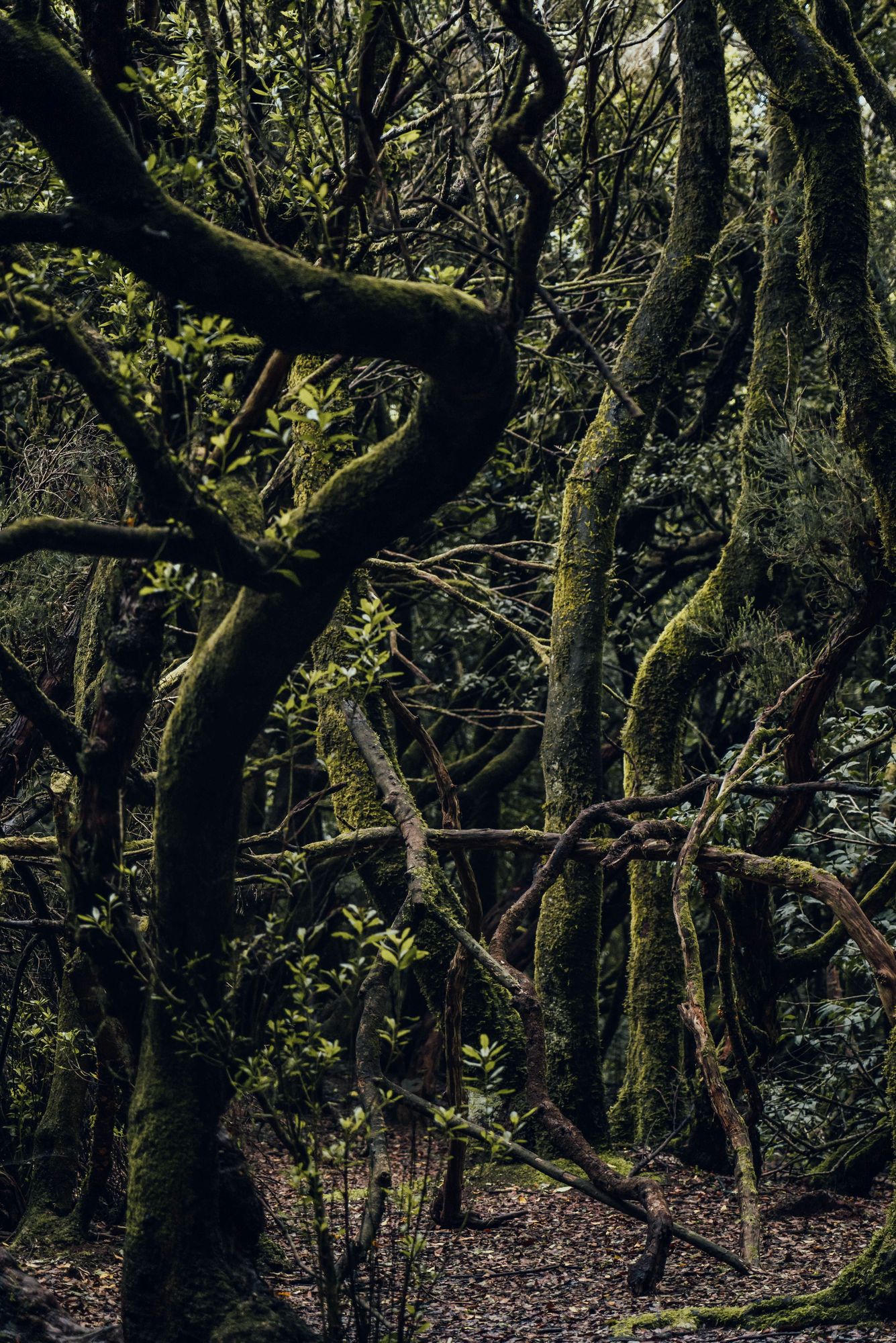 Laurel forest in Anaga